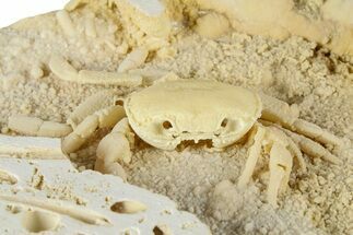 Fossil Crab (Potamon) Preserved in Travertine - Turkey #379410