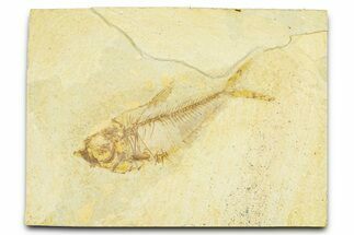Bargain, Fossil Fish (Diplomystus) - Wyoming #379417