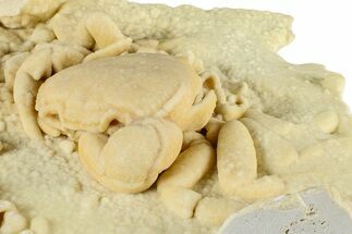 Fossil Crab (Potamon) Preserved in Travertine - Turkey #379420