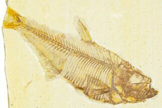 Bargain, Fossil Fish (Diplomystus) - Wyoming #379425