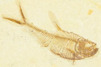Detailed Fossil Fish (Diplomystus) - Wyoming #379428