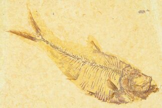 Detailed Fossil Fish (Diplomystus) - Wyoming #379433