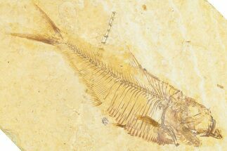 Detailed Fossil Fish (Diplomystus) - Wyoming #379435