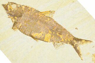 Detailed Fossil Fish (Knightia) - Wyoming #379450