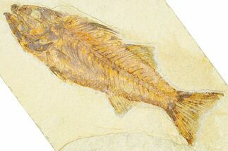 Uncommon Fish Fossil (Mioplosus) - Wyoming #379468