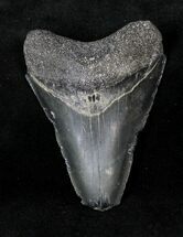 Serrated Megalodon Tooth #19864