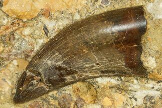 Serrated, Tyrannosaur (Nanotyrannus) Tooth in Situ - Wyoming #379725