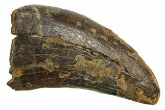 Fossil Tyrannosaur (Nanotyrannus) Tooth - Wyoming #379737