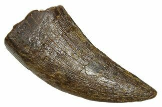 Fossil Tyrannosaur (Nanotyrannus) Tooth - Wyoming #379749