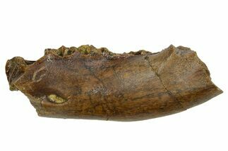 Cretaceous Fossil Mammal Jaw Section - Wyoming #379751