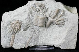 Macrocrinus Crinoid Fossil With Unidentified Holdfast #19872