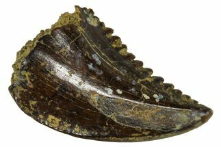Rare, Serrated Troodontid (Troodon) Tooth - Wyoming #379835