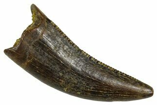 Serrated, Dromaeosaurid Theropod (Acheroraptor) Tooth - Wyoming #379837