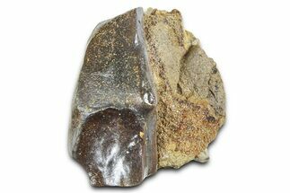 Fossil Triceratops Shed Tooth in Sandstone - Wyoming #379868