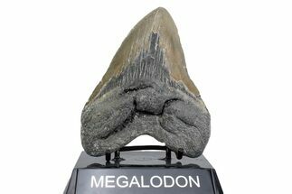 Fossil Megalodon Tooth - North Carolina #380151