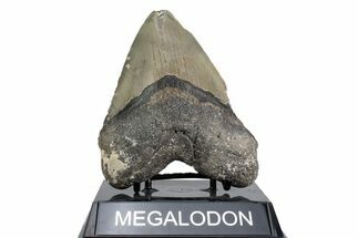 Fossil Megalodon Tooth - North Carolina #380155