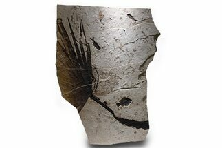 Fossil Palm and Fish Mural - Insect Predation On Palm! #380234