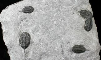 x Mucronaspis Trilobite Plate - Blekos, Morocco #19875