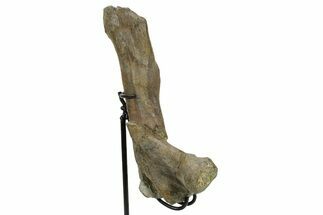 Fossil Hadrosaur (Maiasaura) Partial Femur w/ Stand - Montana #379910