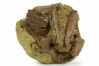 Fossil Dinosaur Bone Fragments in Sandstone - Wyoming #380397