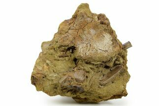 Fossil Dinosaur Bones and Ossified Tendons in Sandstone - Wyoming #380400