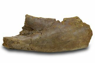 Dinosaur Rib Bone Section - Wyoming #380405