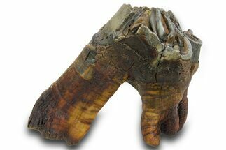 Fossil Woolly Rhino (Coelodonta) Partial Tooth - Siberia #380733