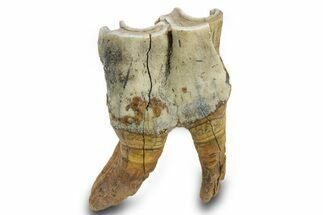 Fossil Woolly Rhino (Coelodonta) Tooth - Siberia #380742