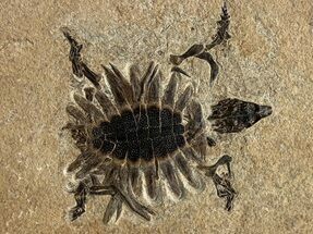 Reptile, Amphibians & Synapsids For Sale