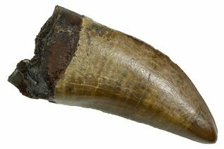 Premium Specimens For Sale