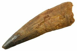 Real Spinosaurus Tooth - Enormous Dinosaur Tooth #380919