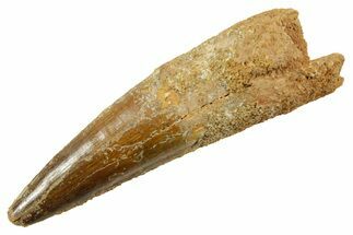 Fossil Spinosaurus Tooth - Real Dinosaur Tooth #380969