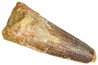 Fossil Spinosaurus Tooth - Real Dinosaur Tooth #380986
