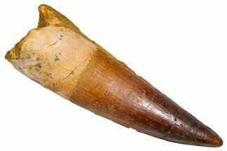 Fossil Spinosaurus Tooth - Real Dinosaur Tooth #380987
