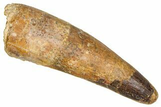 Fossil Spinosaurus Tooth - Feeding Worn Tip #380992