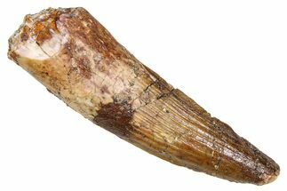 Fossil Spinosaurus Tooth - Real Dinosaur Tooth #381006