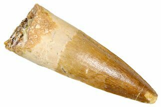 Real Fossil Spinosaurus Tooth - Beautiful Enamel Preservation #381010
