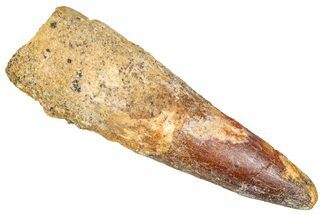 Bargain, Fossil Spinosaurus Tooth - Real Dinosaur Tooth #381013