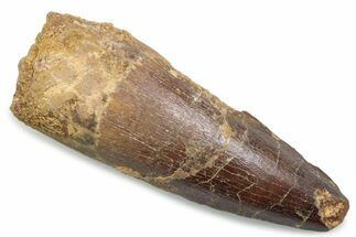 Fossil Spinosaurus Tooth - Real Dinosaur Tooth #381076