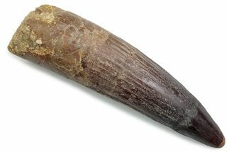 Fossil Spinosaurus Tooth - Real Dinosaur Tooth #381084