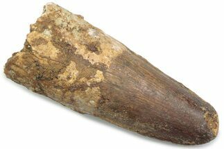 Fossil Spinosaurus Tooth - Feeding Worn Tip #381088