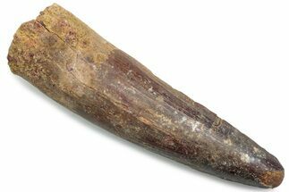 Fossil Spinosaurus Tooth - Real Dinosaur Tooth #381091
