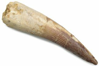 Fossil Spinosaurus Tooth - Real Dinosaur Tooth #381099