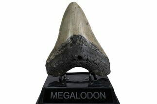 Fossil Megalodon Tooth - North Carolina #379224