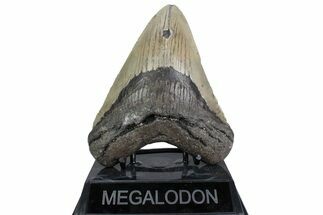 Fossil Megalodon Tooth - North Carolina #379227