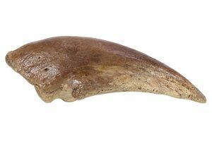 2 1/2 Inch Daspletosaurus Tooth, T-Rex Relative (#4551) For Sale
