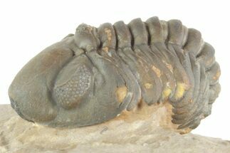 Curled Reedops Trilobite - Lghaft, Morocco #377011