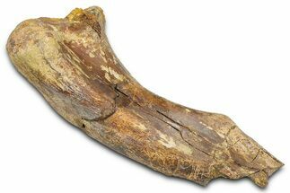Fossil Dinosaur Bone Section - Wyoming #381170