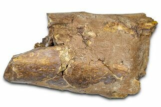 Fossil Dinosaur Appendage Bone Section - Wyoming #381174