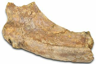 Hadrosaur (Edmontosaurus) Rib Section - Wyoming #381180